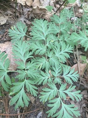 Dicentra canadensis