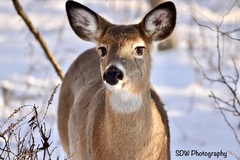 Odocoileus virginianus