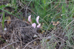 Astragalus corniculatus