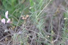 Astragalus corniculatus