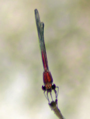 Hetaerina americana