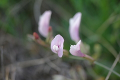 Astragalus corniculatus