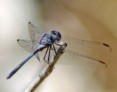 Dythemis nigrescens