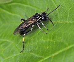 Macrophya alboannulata