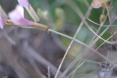 Astragalus corniculatus