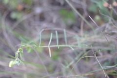 Astragalus corniculatus