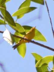 Vireo hypochryseus