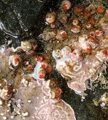 Cnemidocarpa finmarkiensis