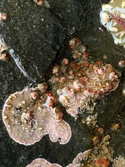 Cnemidocarpa finmarkiensis