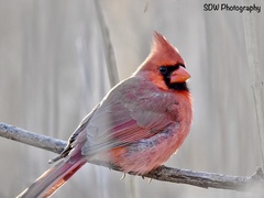 Cardinalis cardinalis