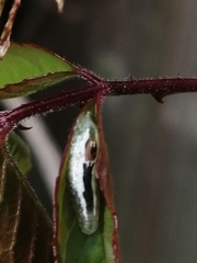 Syrphidae