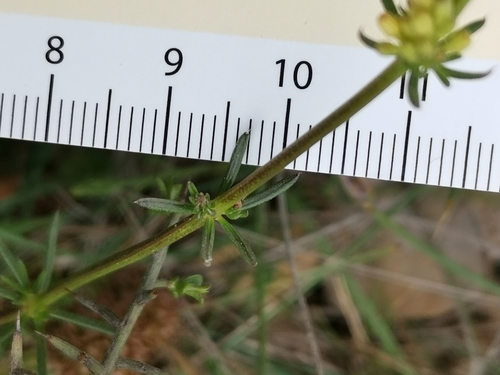 Image of Galium lucidum by (c) Roland Godon, some rights reserved (CC BY)