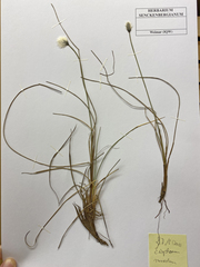 Eriophorum chamissonis