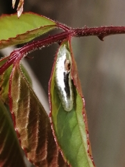Syrphidae