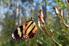 Hypothyris ninonia daeta