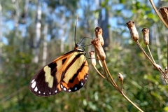 Hypothyris ninonia daeta