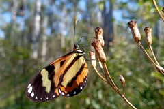 Hypothyris ninonia daeta