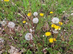 Taraxacum tortilobum
