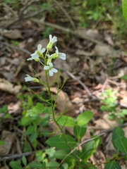 Arabis patens