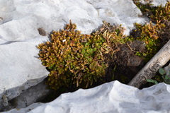 Selaginella wrightii