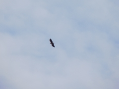 Haliaeetus albicilla