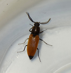 Anostirus castaneus