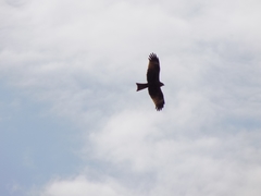 Milvus migrans