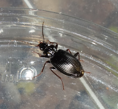Limodromus