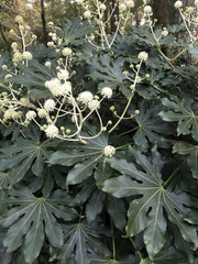 Fatsia