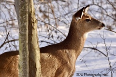 Odocoileus virginianus