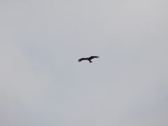 Milvus migrans