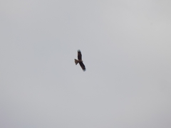Milvus migrans