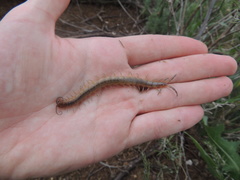 Scolopendra canidens
