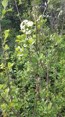 Spiraea hypericifolia obovata
