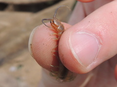 Scolopendra canidens