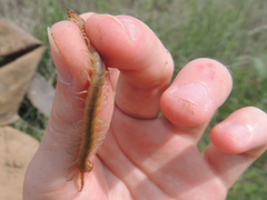 Scolopendra canidens