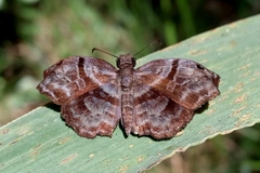 Helias phalaenoides