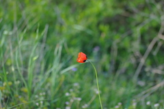 Papaver dubium stevenianum