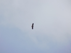 Haliaeetus albicilla