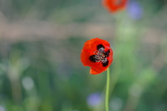 Papaver dubium stevenianum