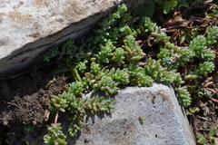Sedum potosinum