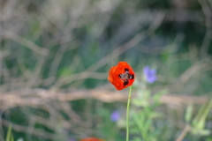 Papaver dubium stevenianum