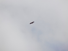 Haliaeetus albicilla