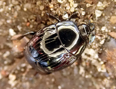 Margarinotus striola