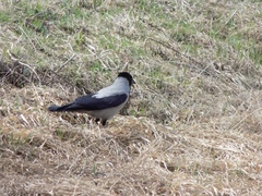 Corvus cornix