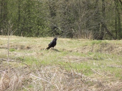Corvus corax