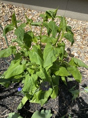 Magnoliopsida