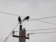 Corvus monedula