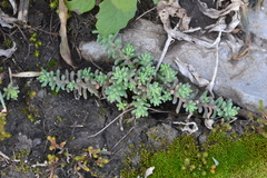 Sedum potosinum