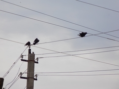 Corvus monedula